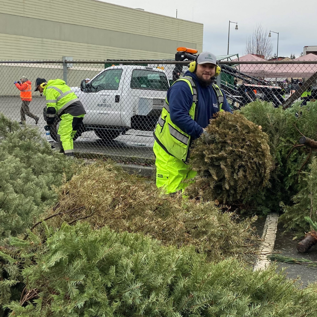 Staff recycling Christmas tree in parking lot