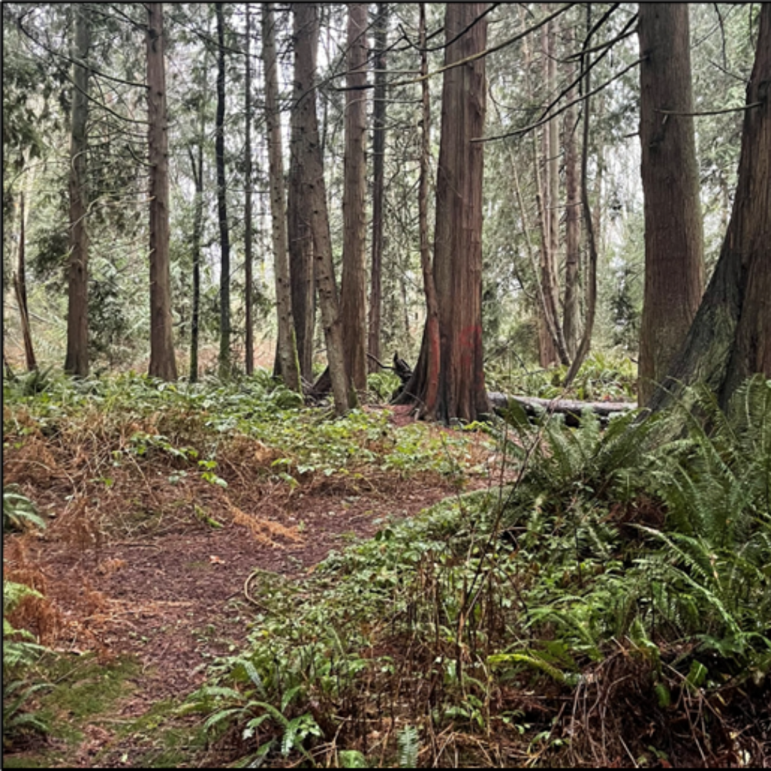 Photo of forest woodland with rustic trail at Mother Nature's Window Park in Marysville WA 