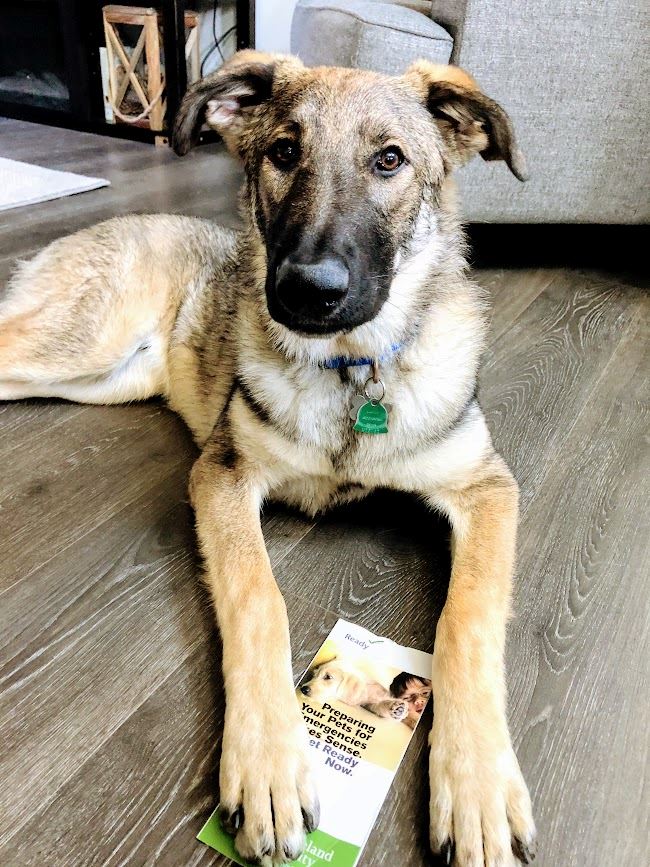 An image of a dog laying down with a pet preparedness pamphlet.