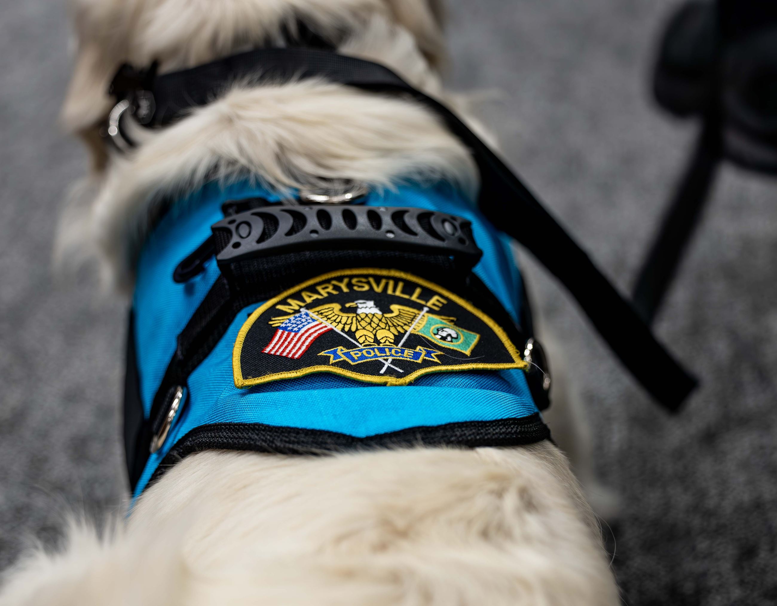 Molly wears her official MPD vest and patch during Oct. 28 City Council meeting.
